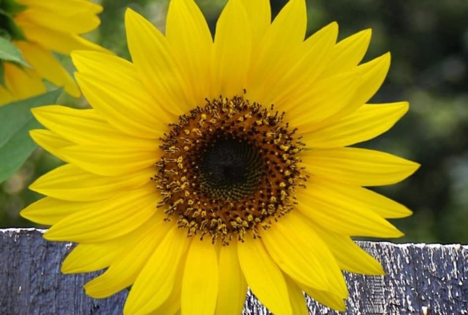 sunflower