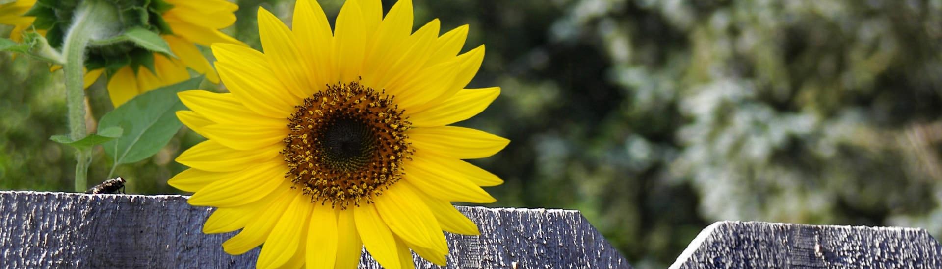 sunflower