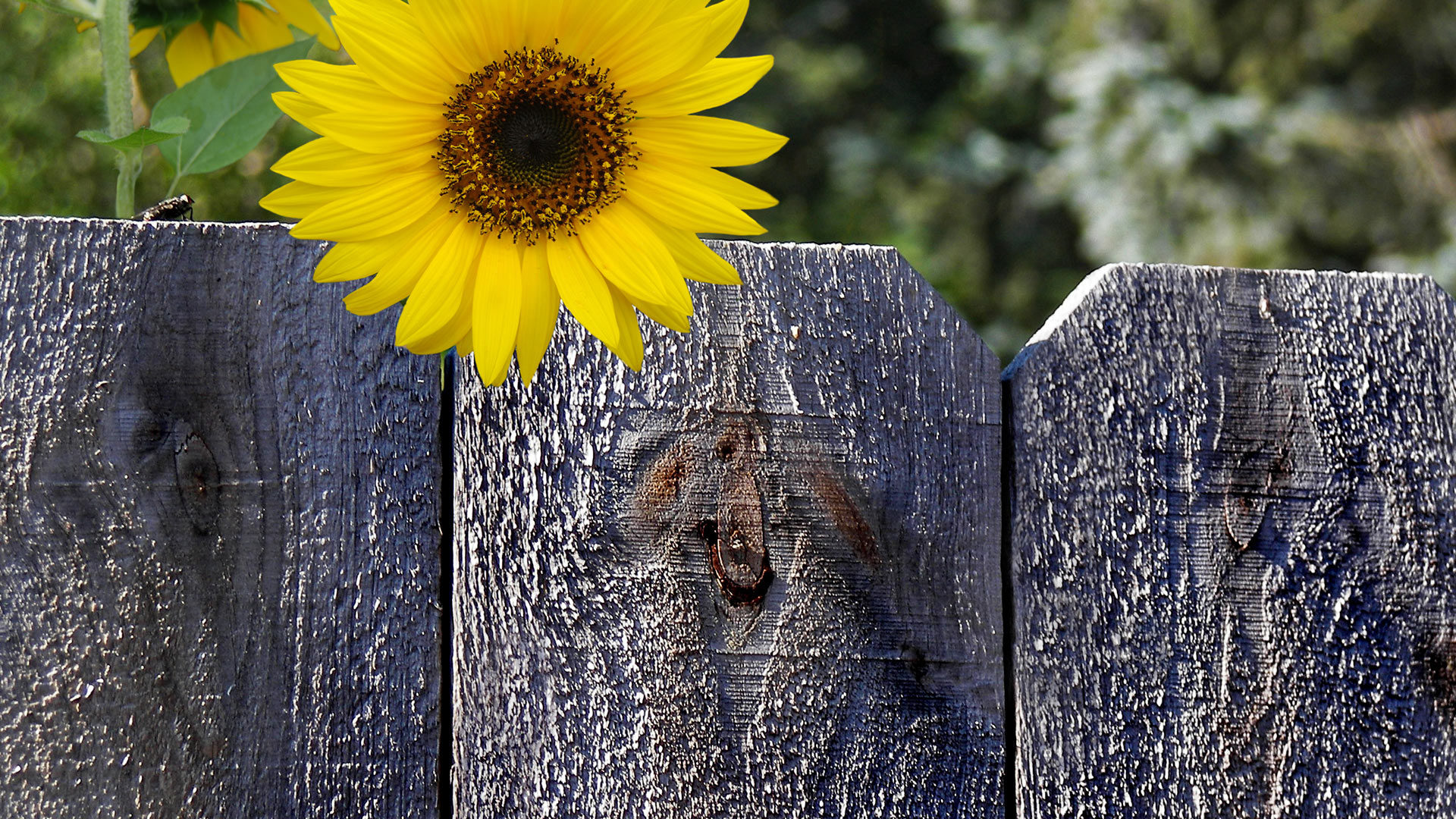 fence and flower