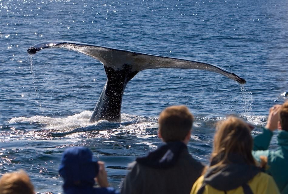 whale tail